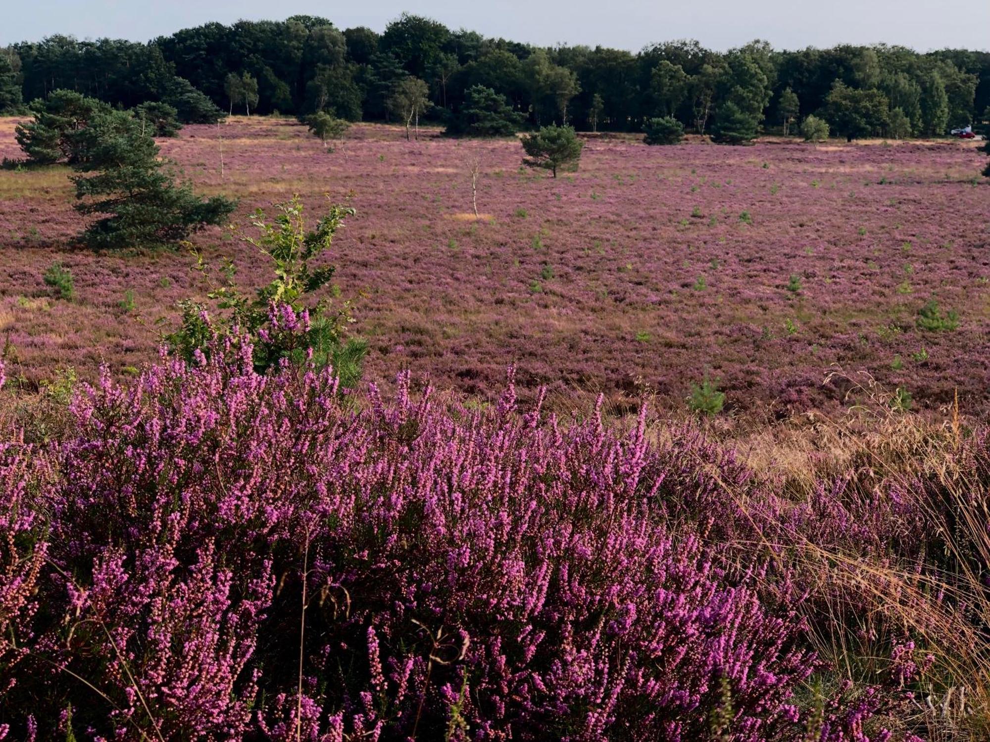 Het Natuurhuisje Op De Veluwe نونسبيت المظهر الخارجي الصورة