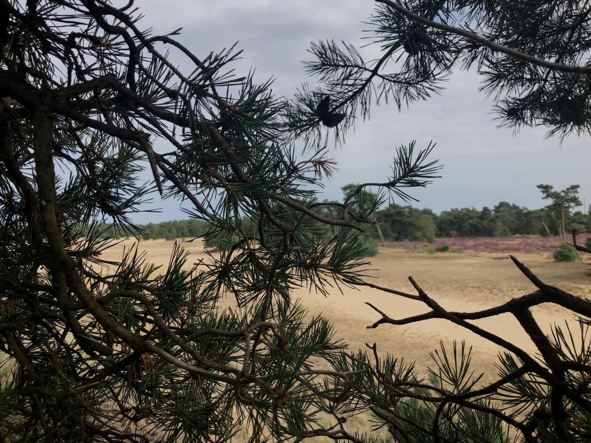 Het Natuurhuisje Op De Veluwe نونسبيت المظهر الخارجي الصورة