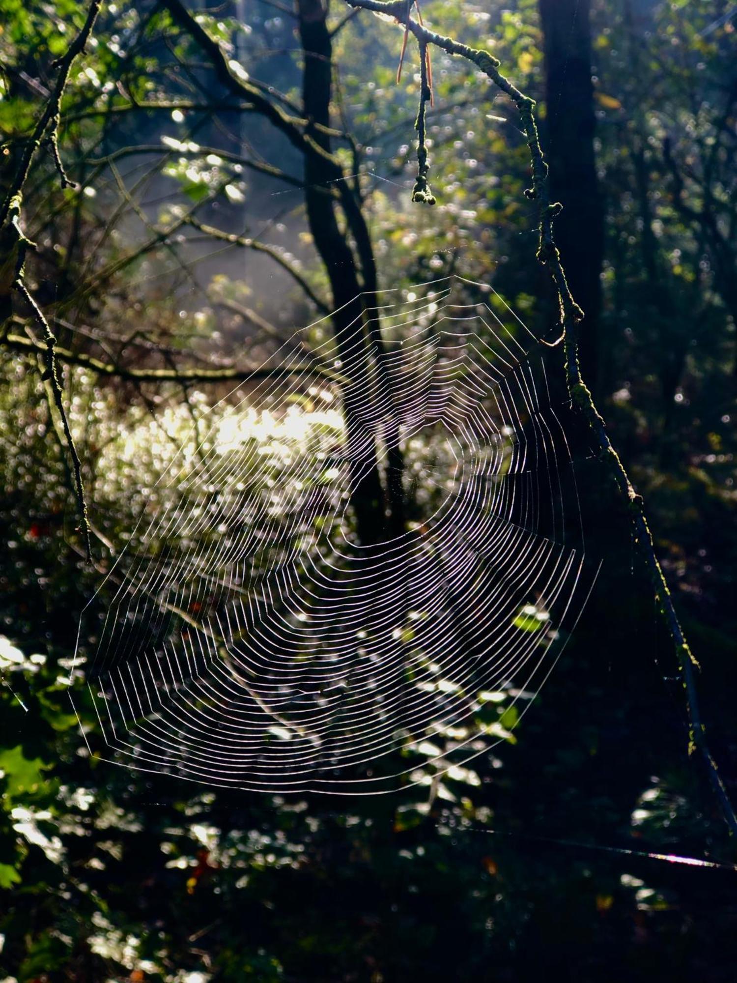 Het Natuurhuisje Op De Veluwe نونسبيت المظهر الخارجي الصورة